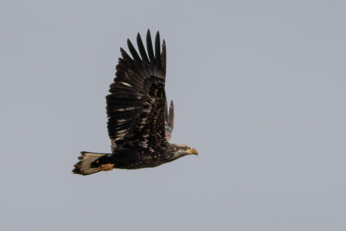 ハクトウワシ - ML650858969