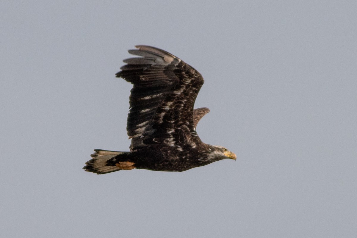 ハクトウワシ - ML650858971