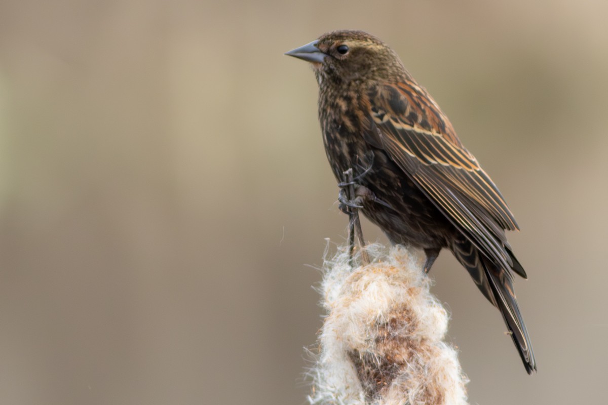 ハゴロモガラス - ML650858978