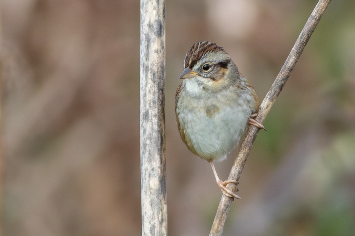 ヌマウタスズメ - ML650859005