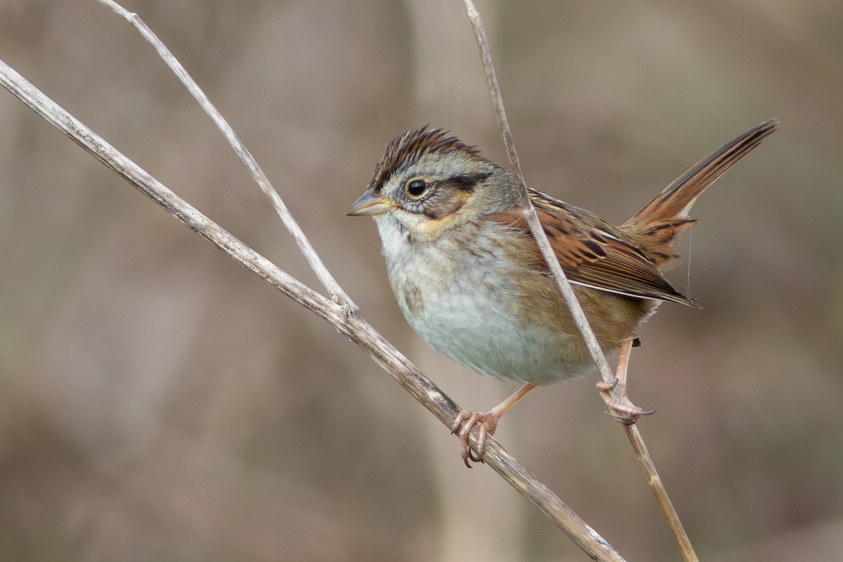 ヌマウタスズメ - ML650859006