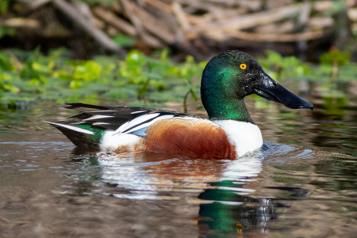 ハシビロガモ - ML650859027