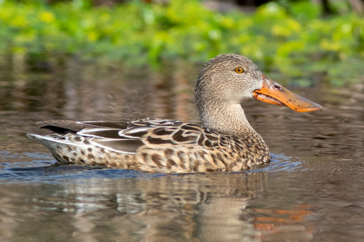 ハシビロガモ - ML650859028