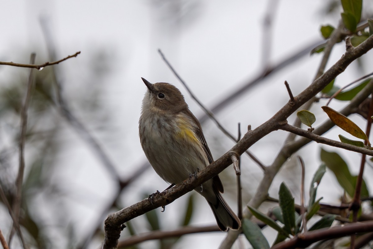 myrteparula (coronata) - ML650859559