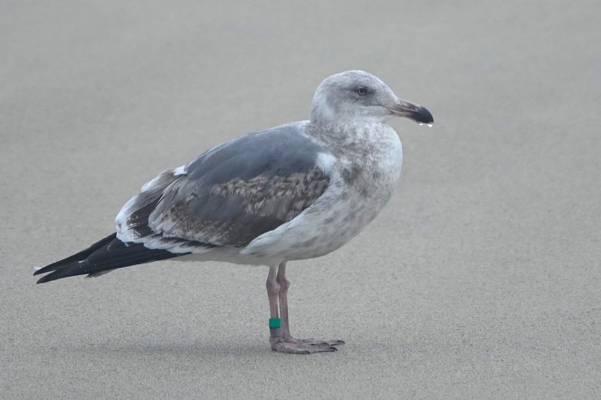 Western Gull - ML650859576