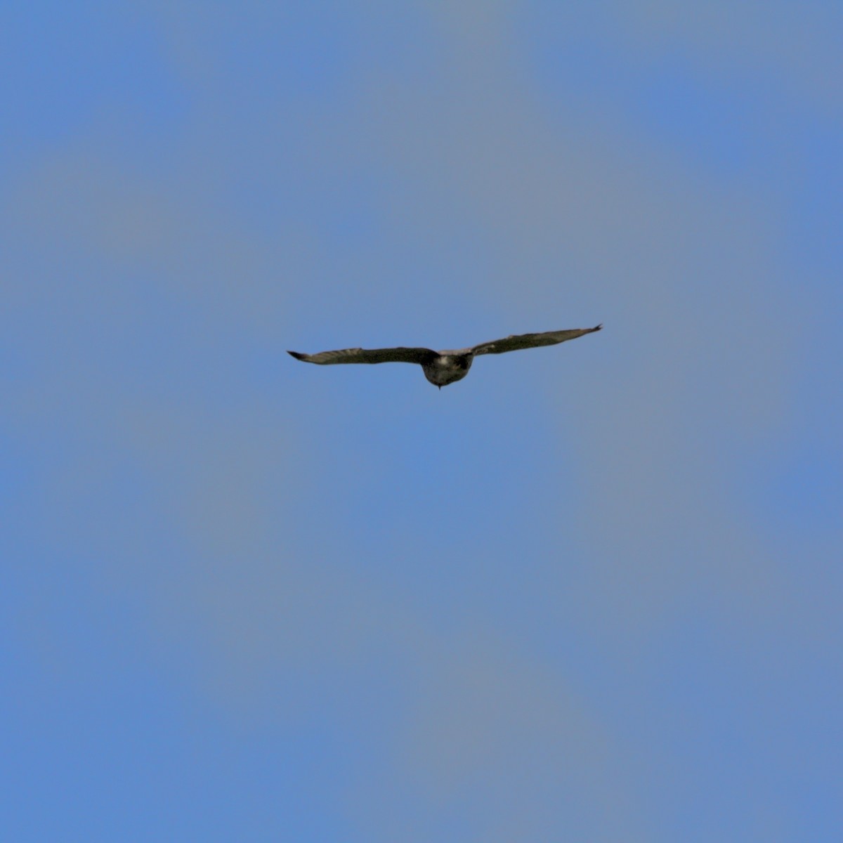 Broad-winged Hawk - ML650860132