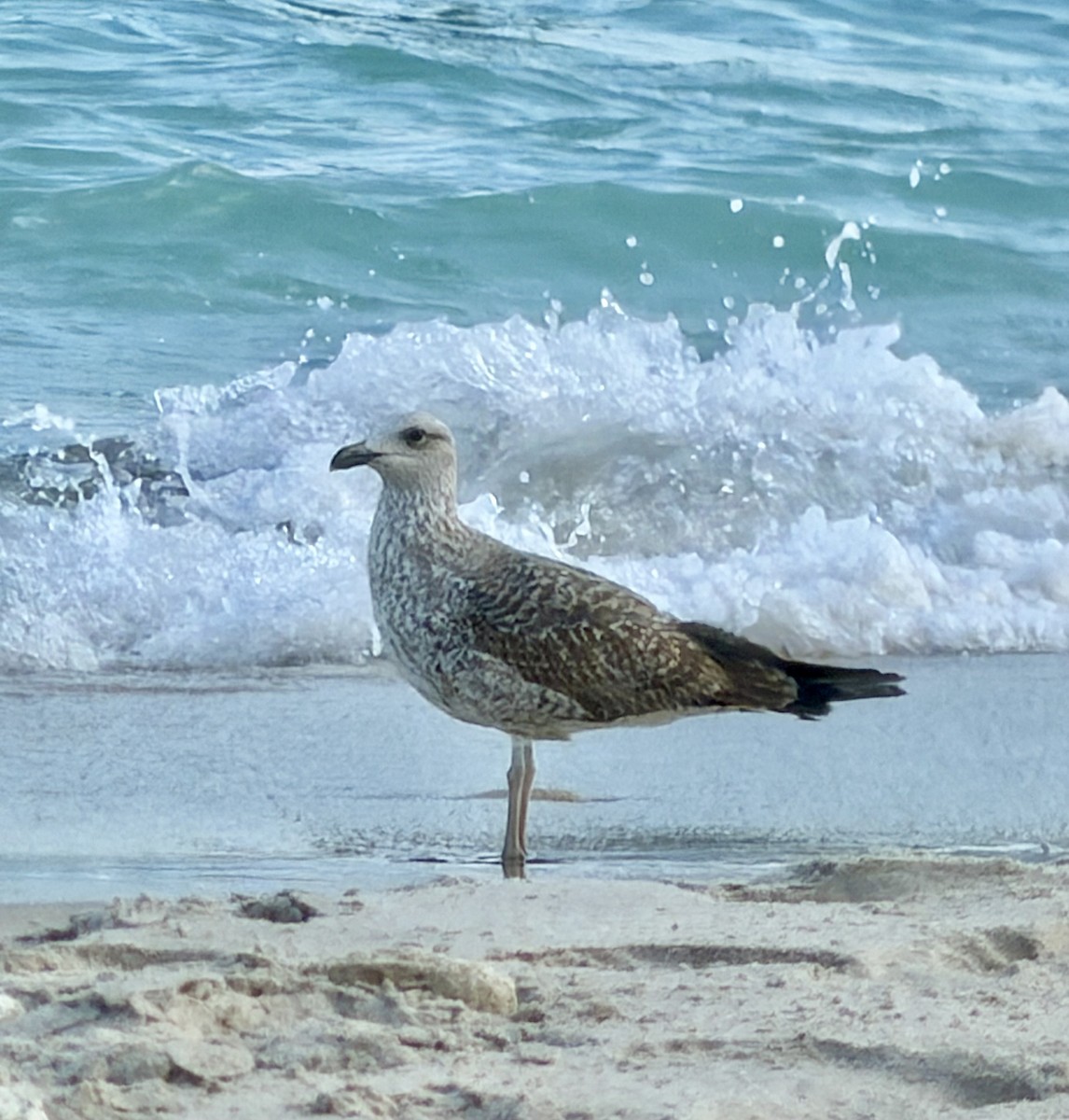 Lesser Black-backed Gull - ML650860313