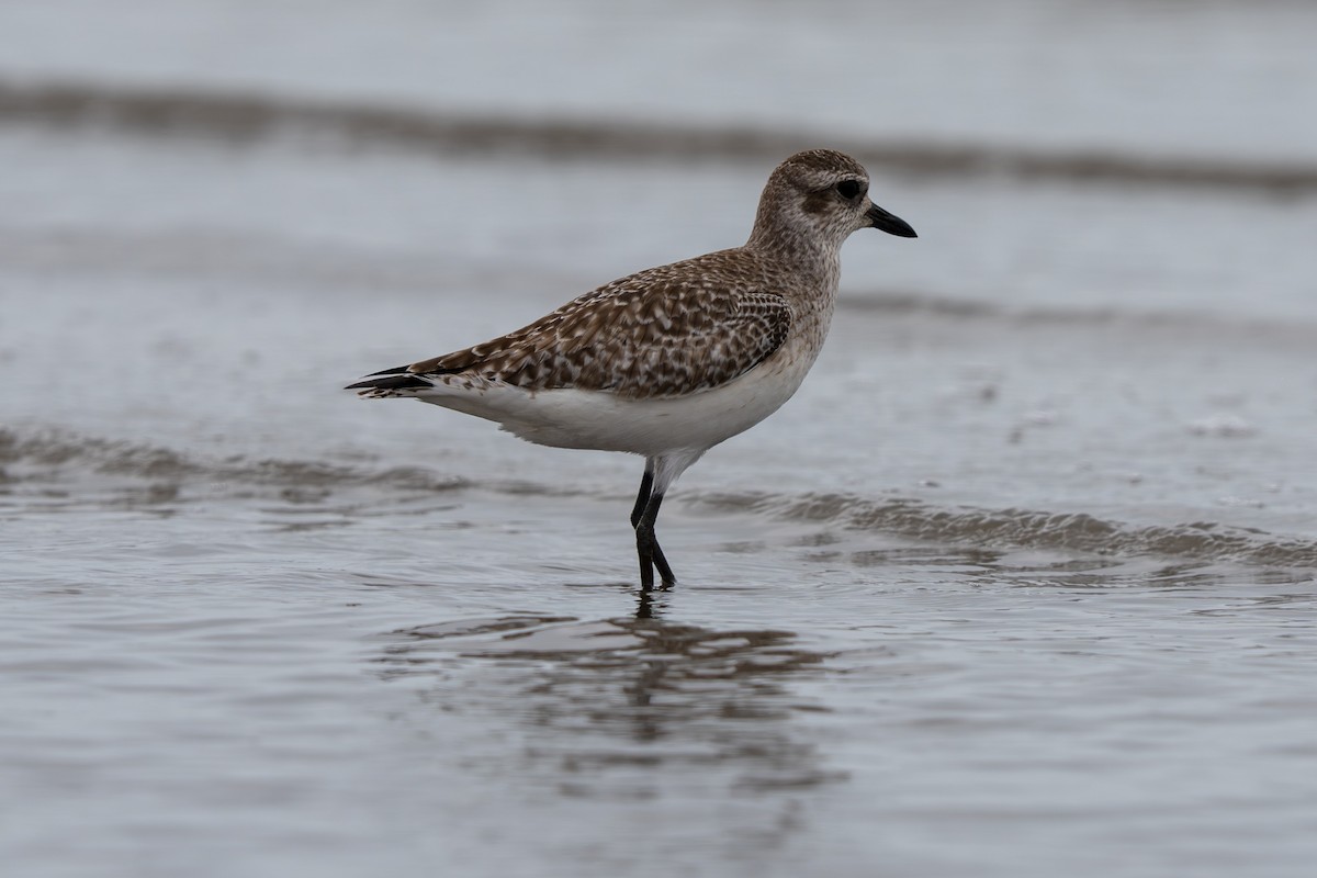 tundralo - ML650860324