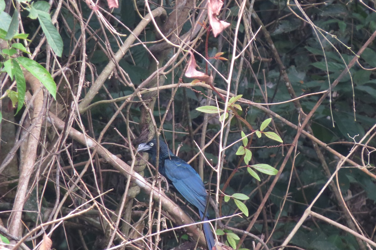 Riesenani - ML650860354