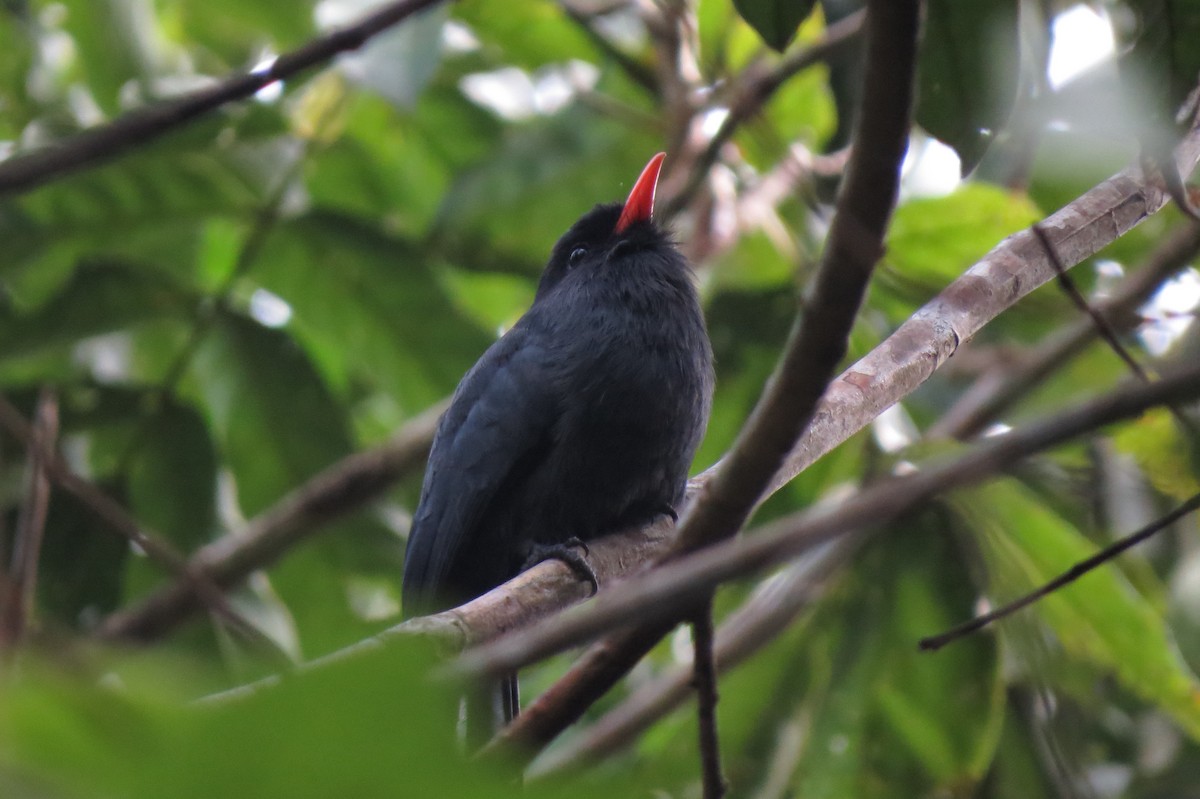 Schwarzstirn-Faulvogel - ML650860365