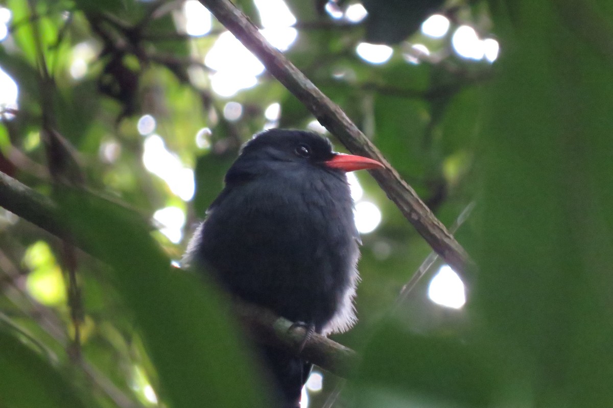 Schwarzstirn-Faulvogel - ML650860366