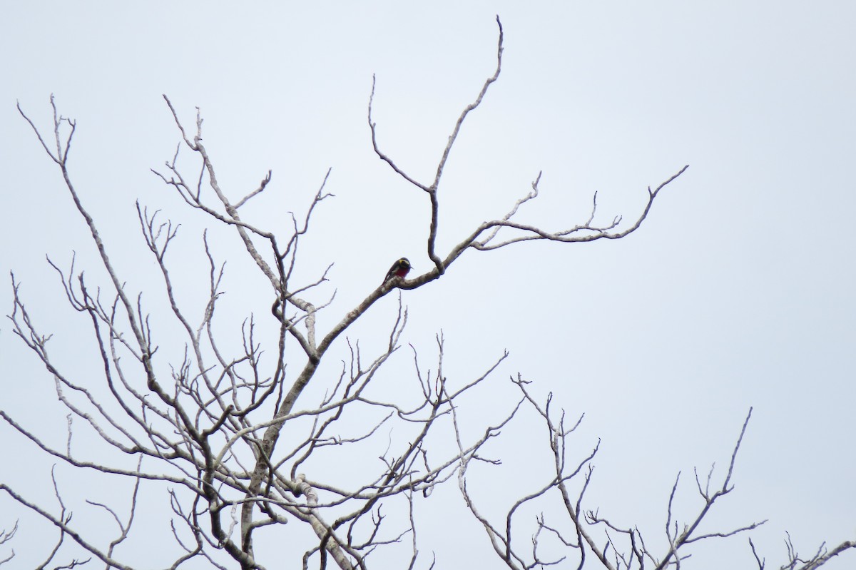 Gelbbrauenspecht - ML650860377