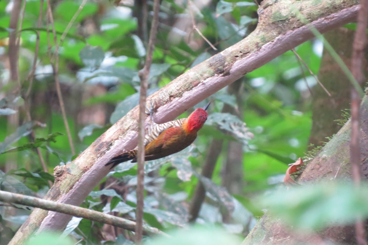 Blutflügelspecht - ML650860387