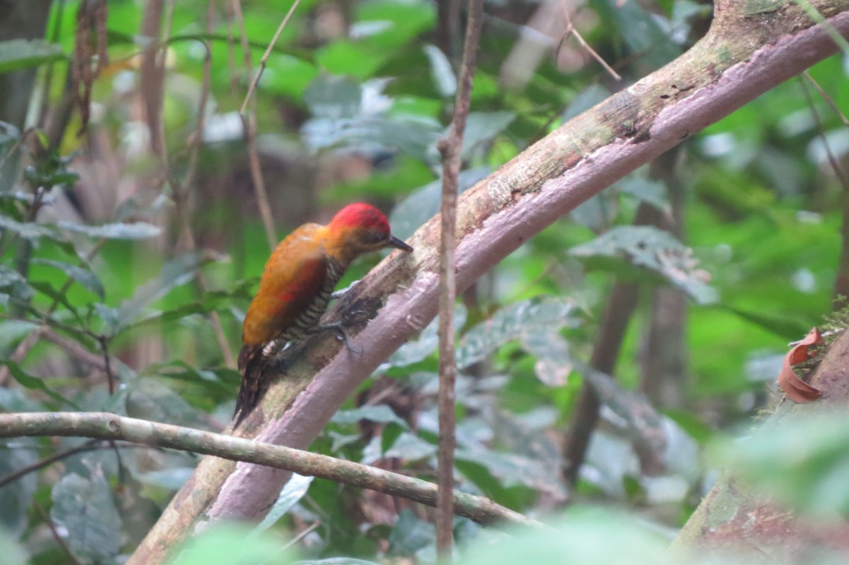 Blutflügelspecht - ML650860388