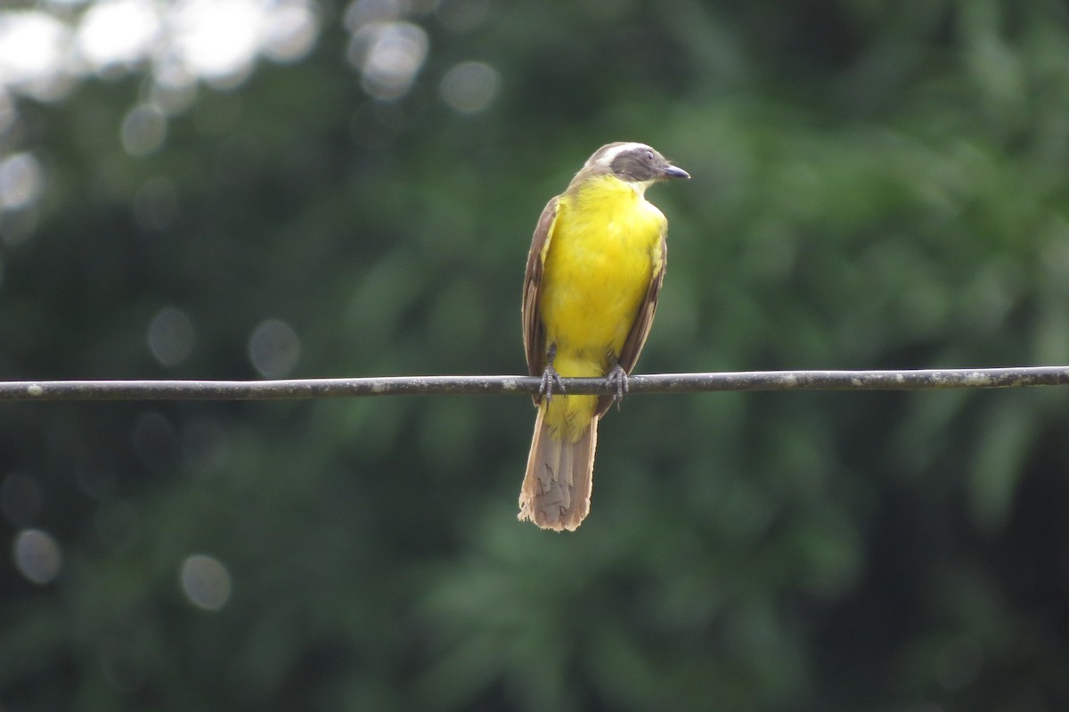 Rotscheitel-Maskentyrann - ML650860393