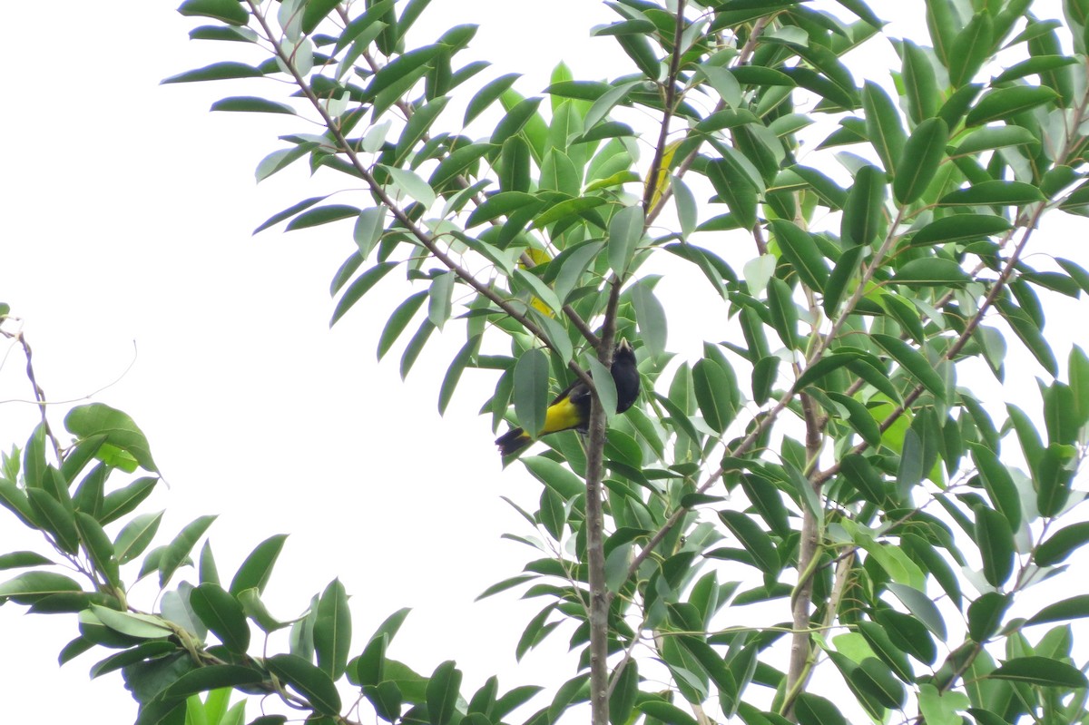 Gelbbürzelkassike - ML650860396