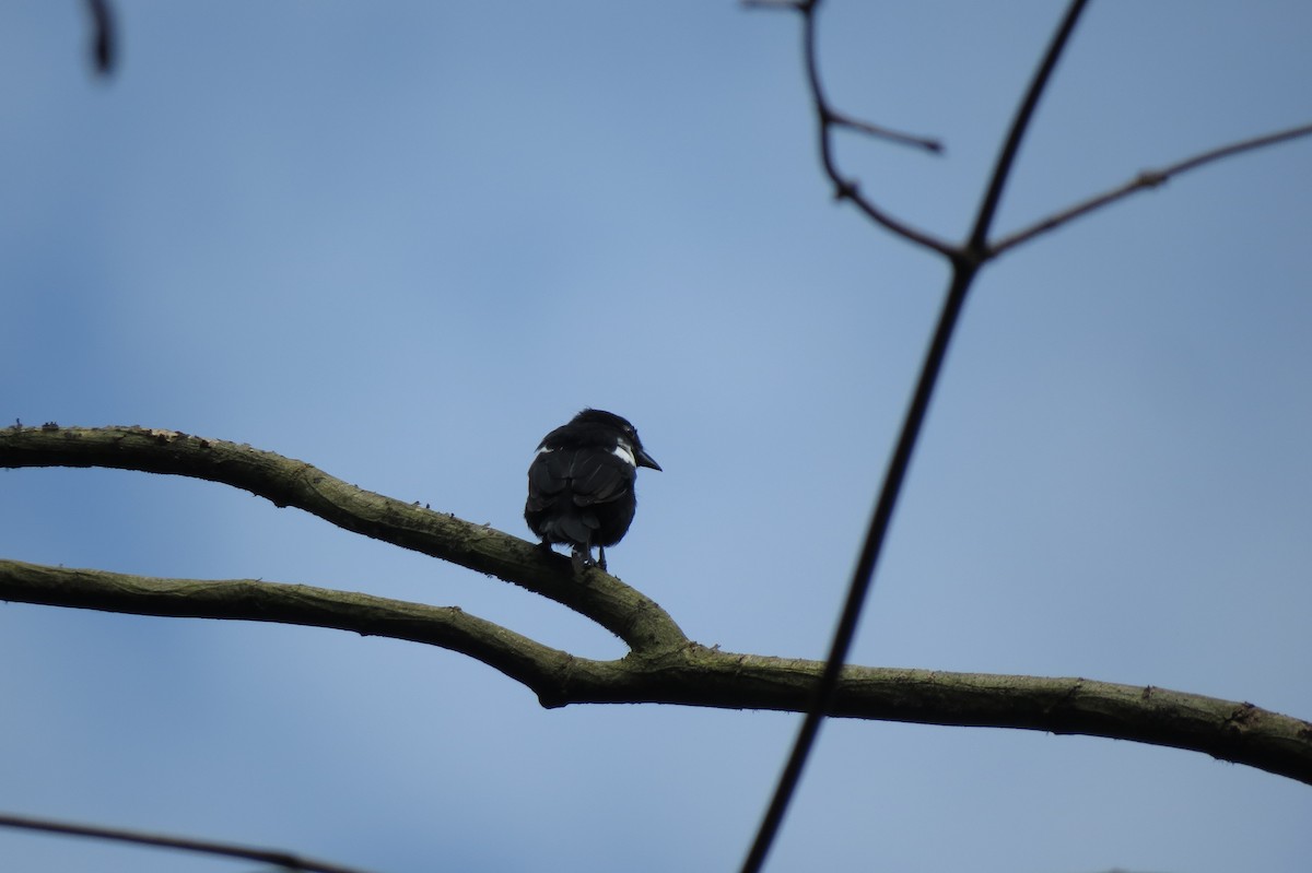 Weißschulter-Haubentangare - ML650860403