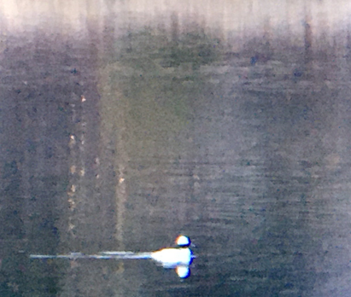 Bufflehead - ML650860416