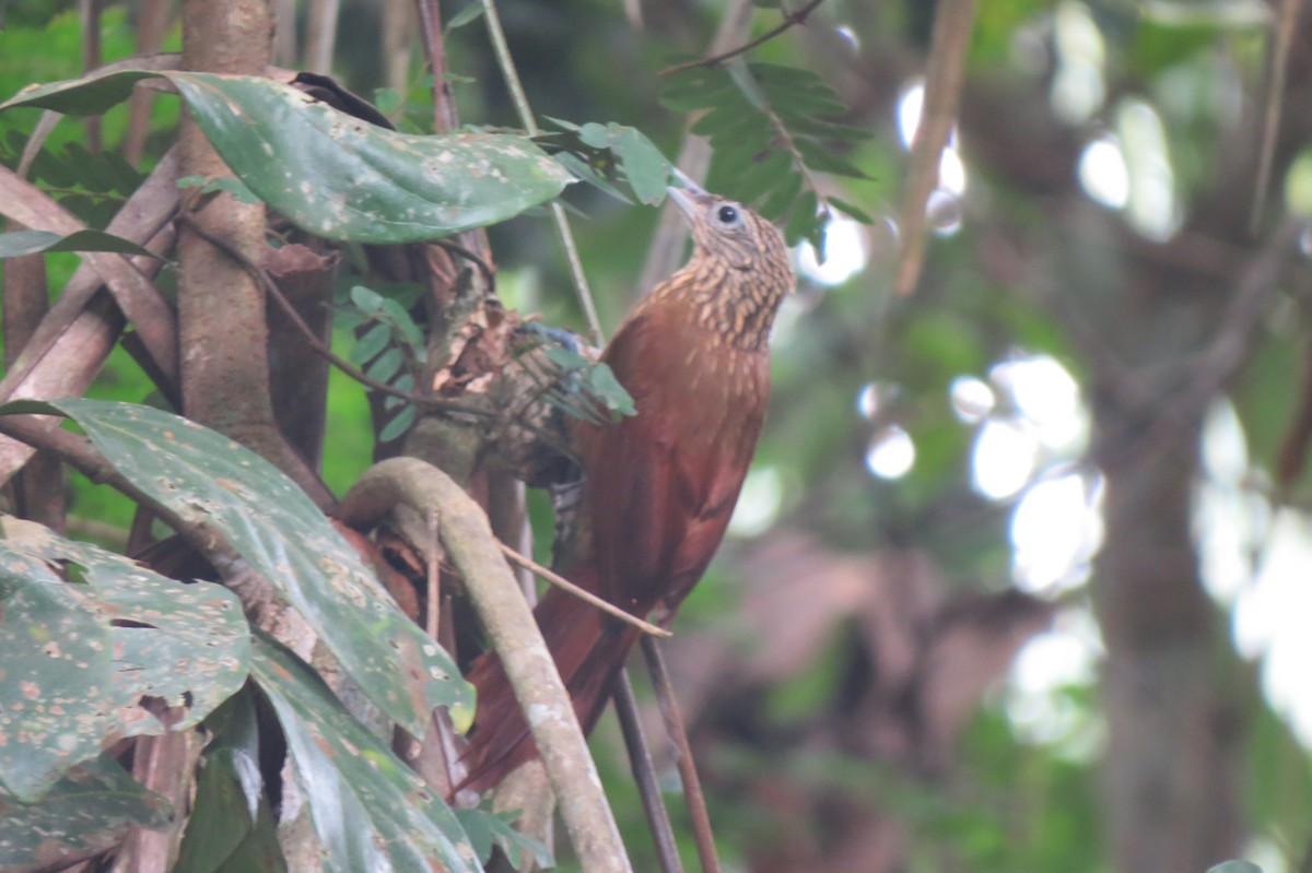 Fahlkehl-Baumsteiger - ML650860418