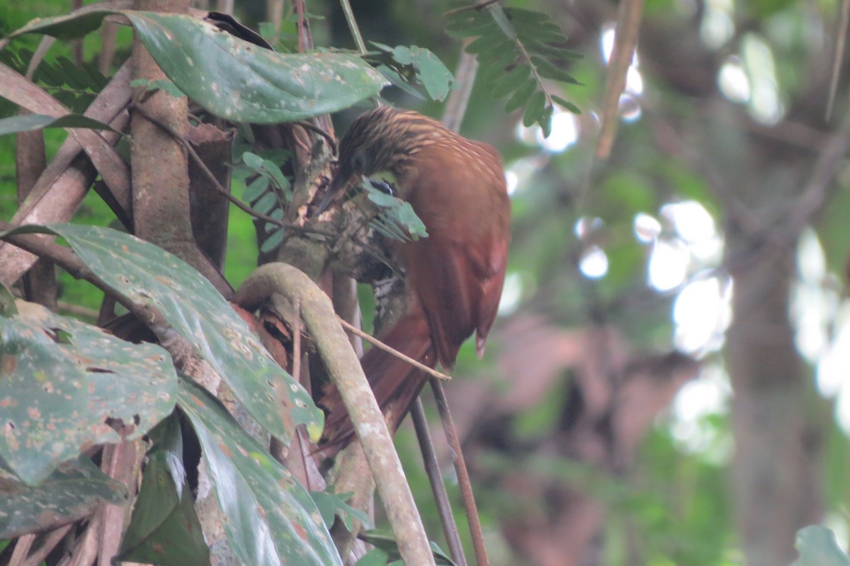 Fahlkehl-Baumsteiger - ML650860419