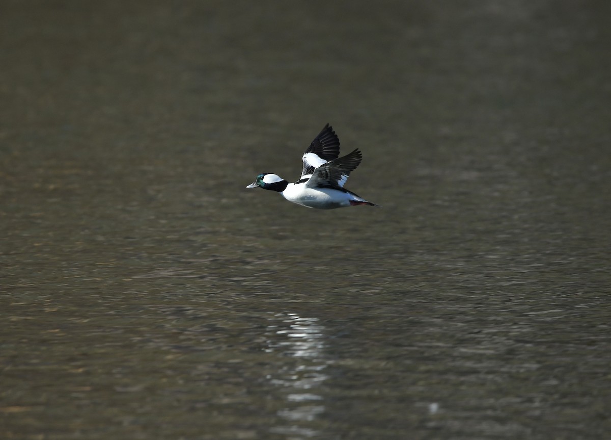 Bufflehead - ML650860824