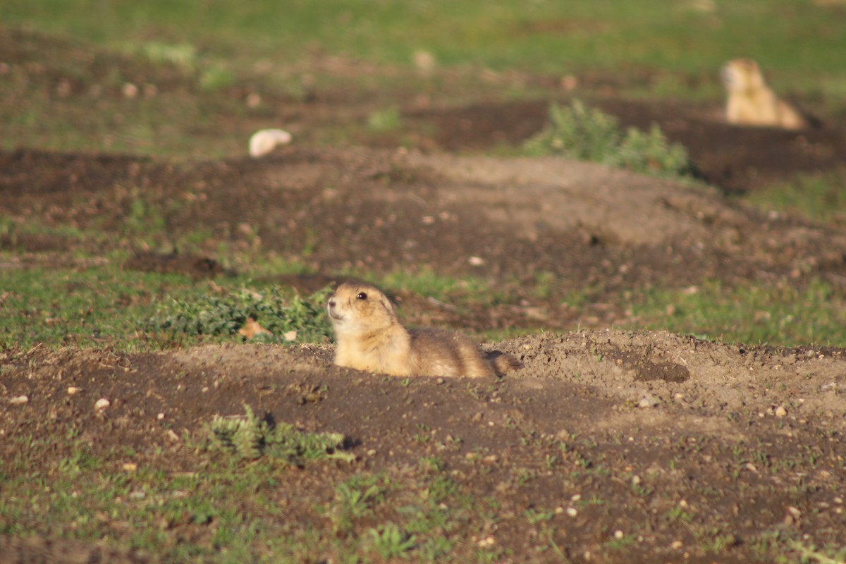 Chien de prairie à queue noire - ML650860970