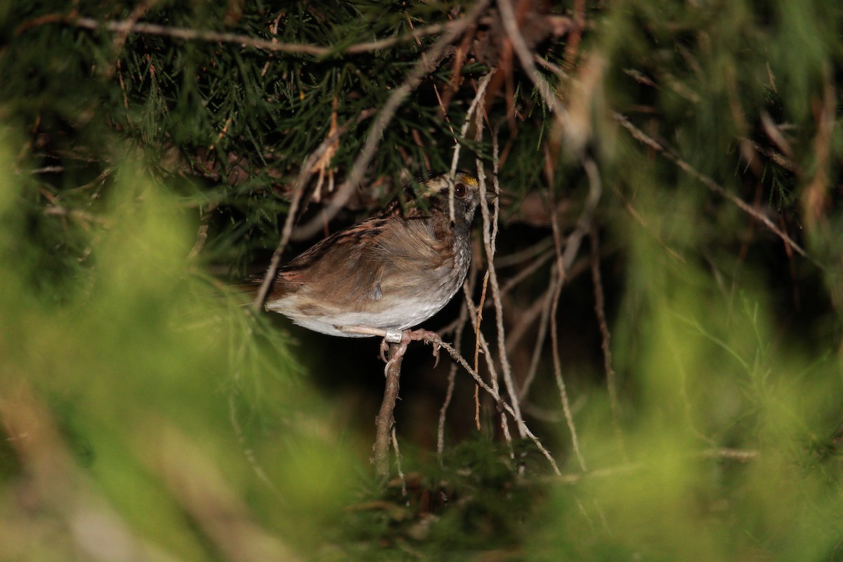 hvitstrupespurv - ML650861051