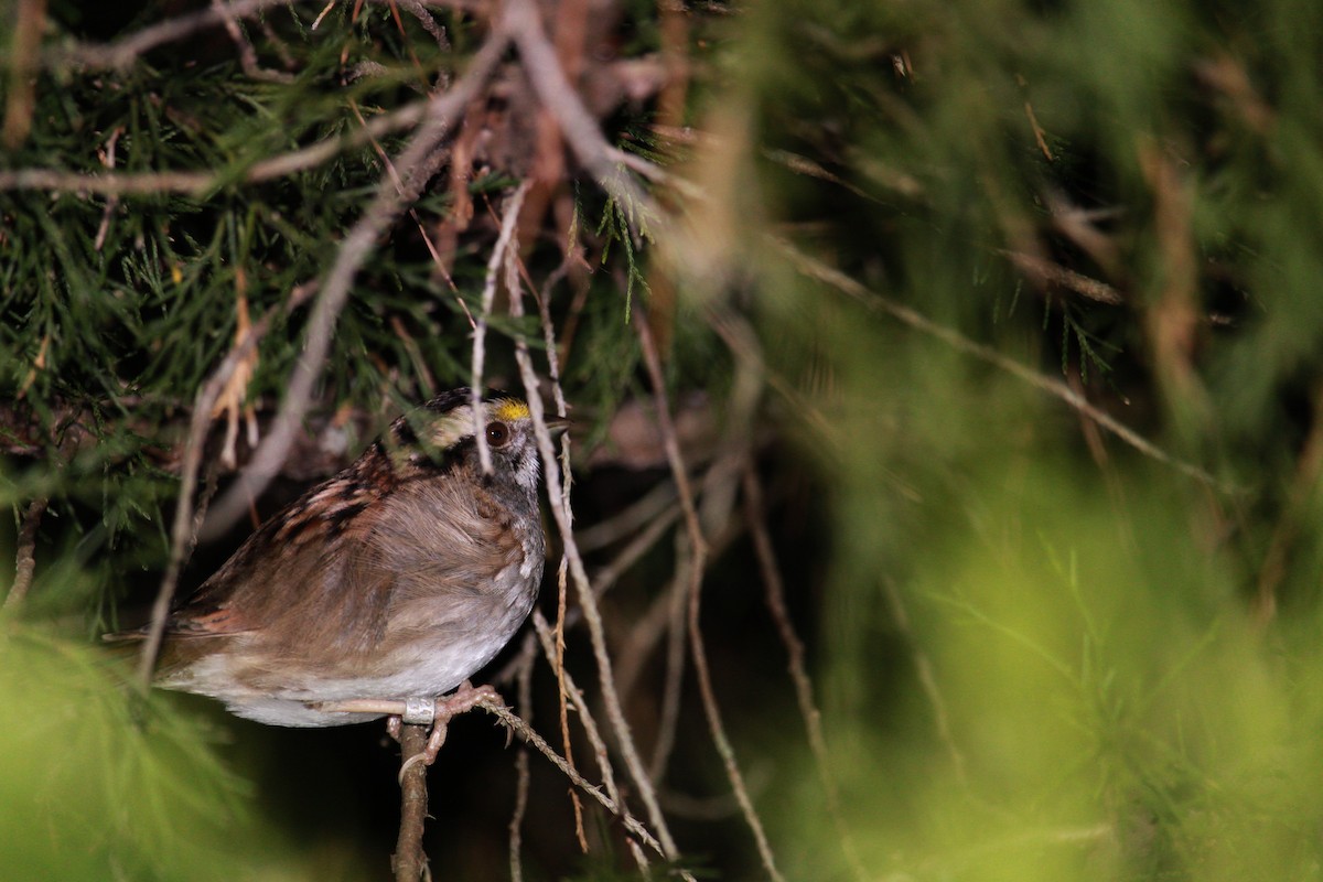 hvitstrupespurv - ML650861052