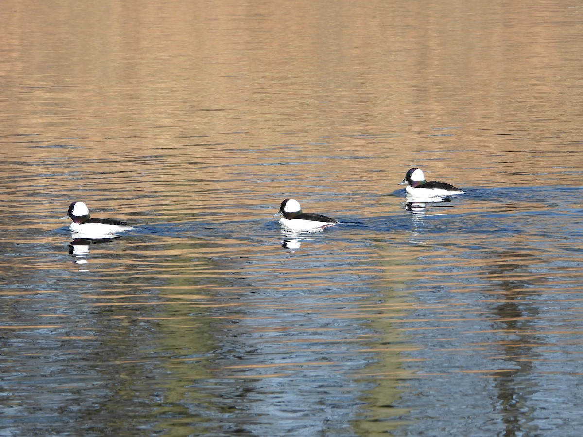 Bufflehead - ML650861095