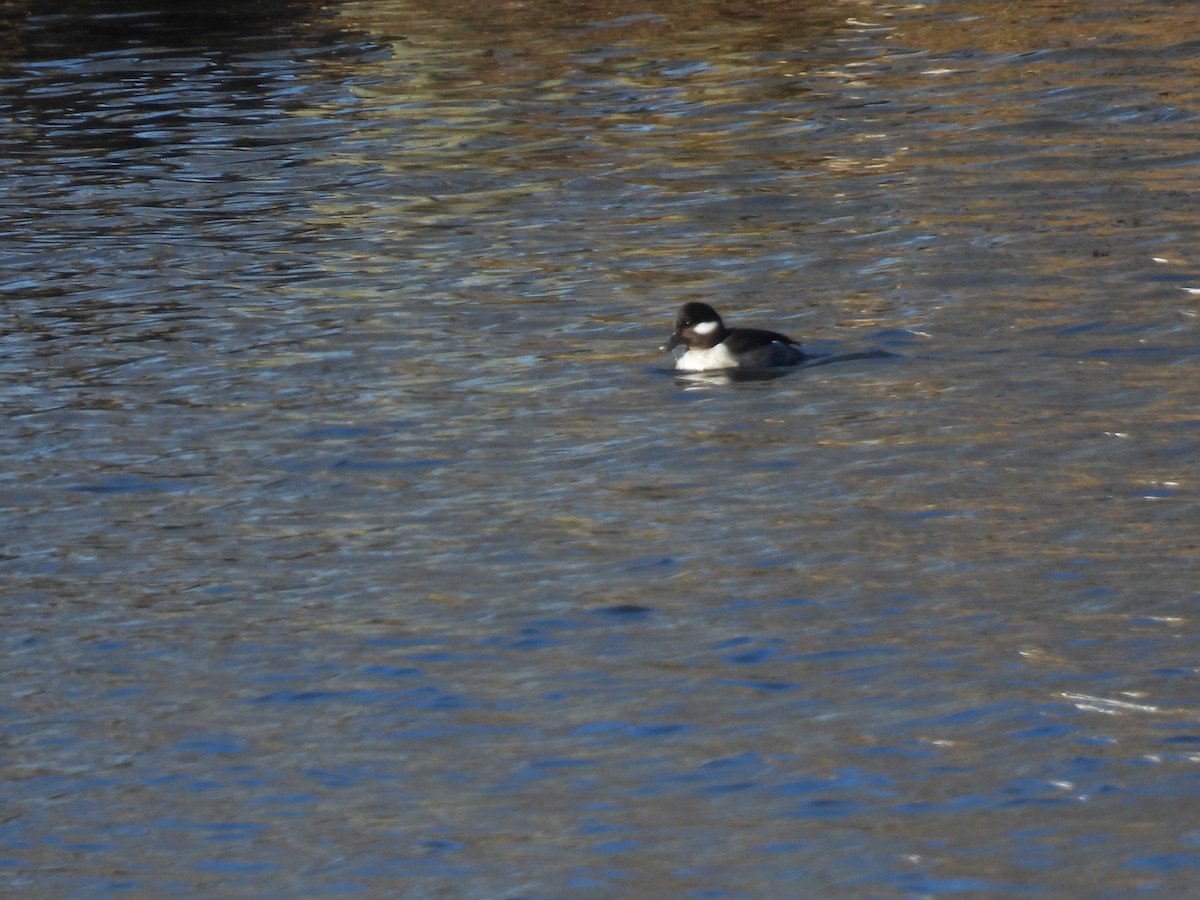 Bufflehead - ML650861109
