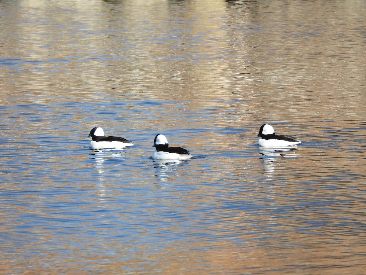 Bufflehead - ML650861129