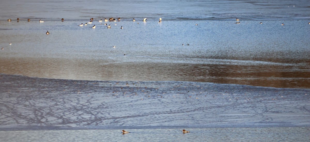 Bufflehead - ML650861228