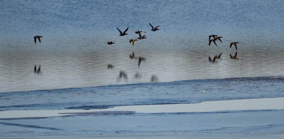 Кряква - ML650861278