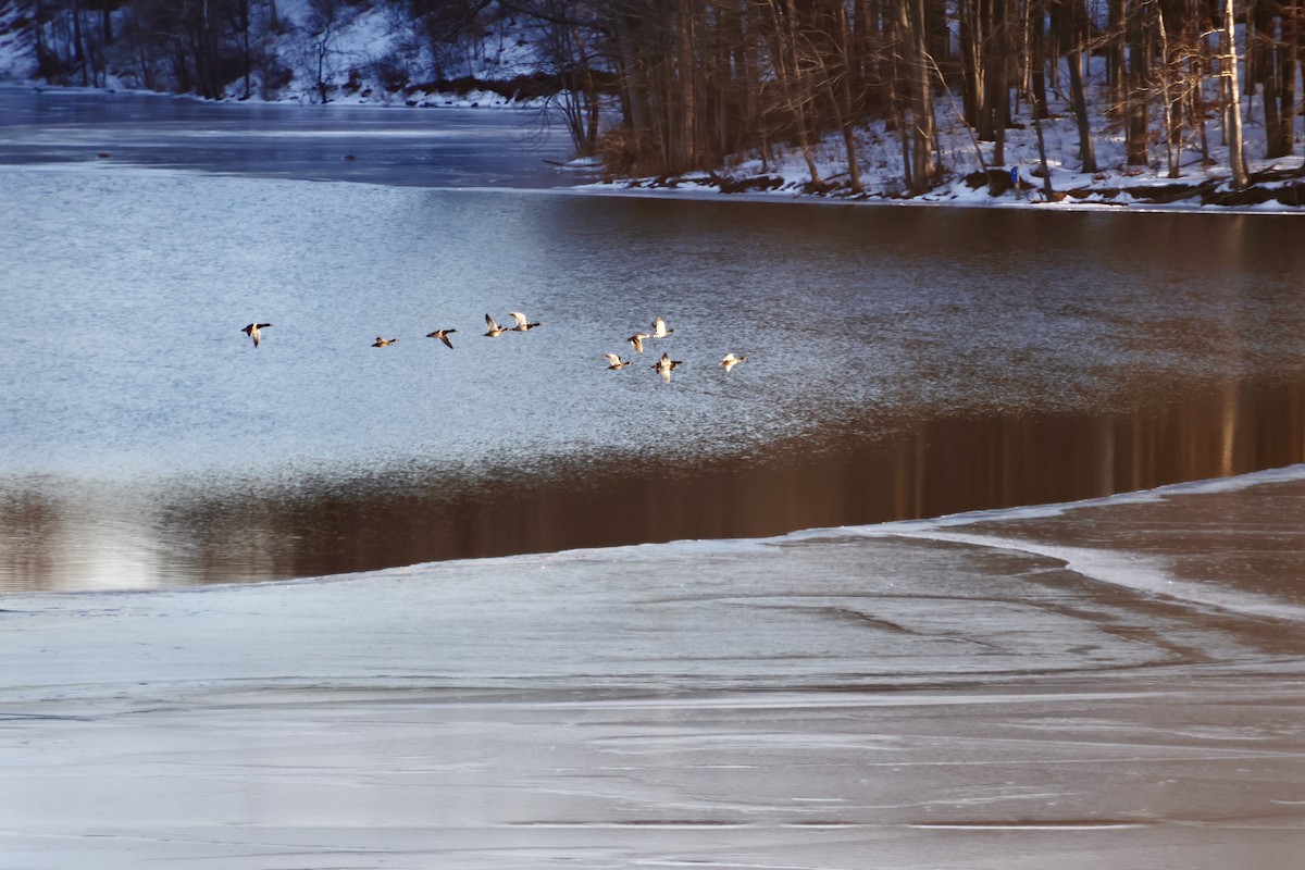 Кряква - ML650861286