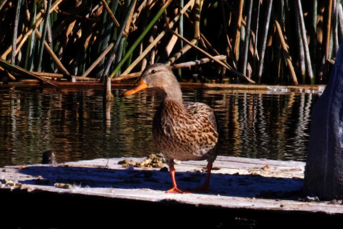 Кряква - ML650861326