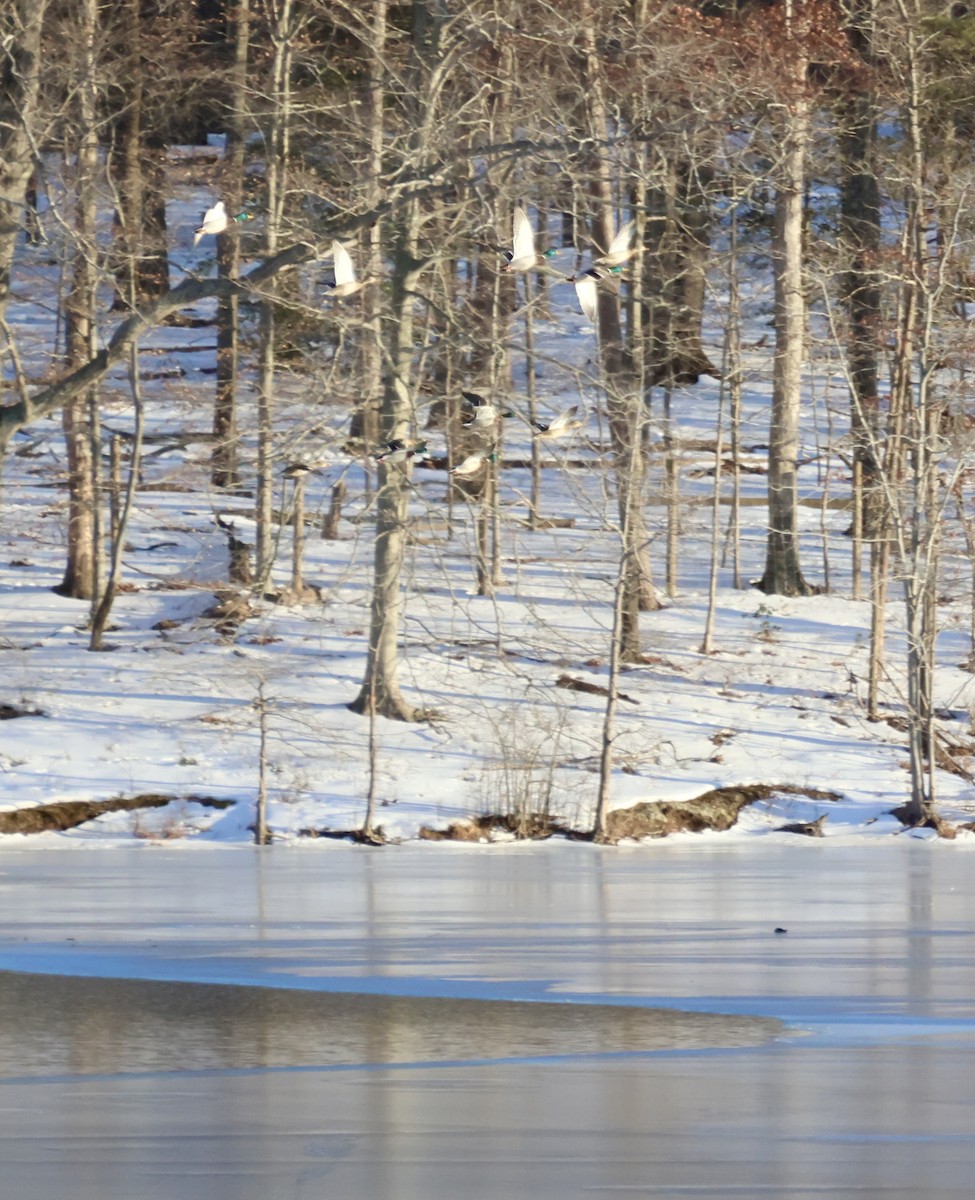 Кряква - ML650861374