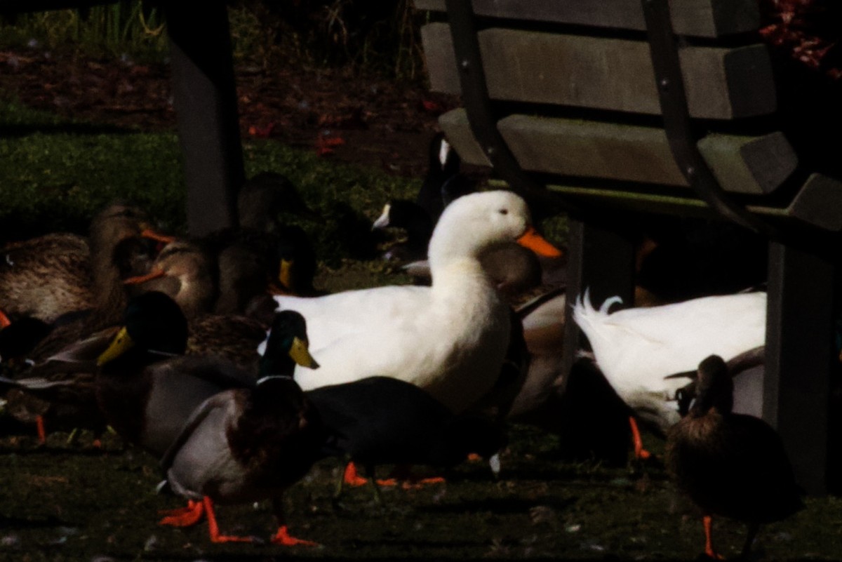 Кряква (Одомашенного типа) - ML650861503