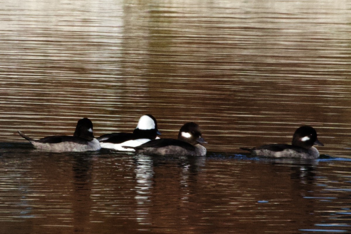 Bufflehead - ML650861528