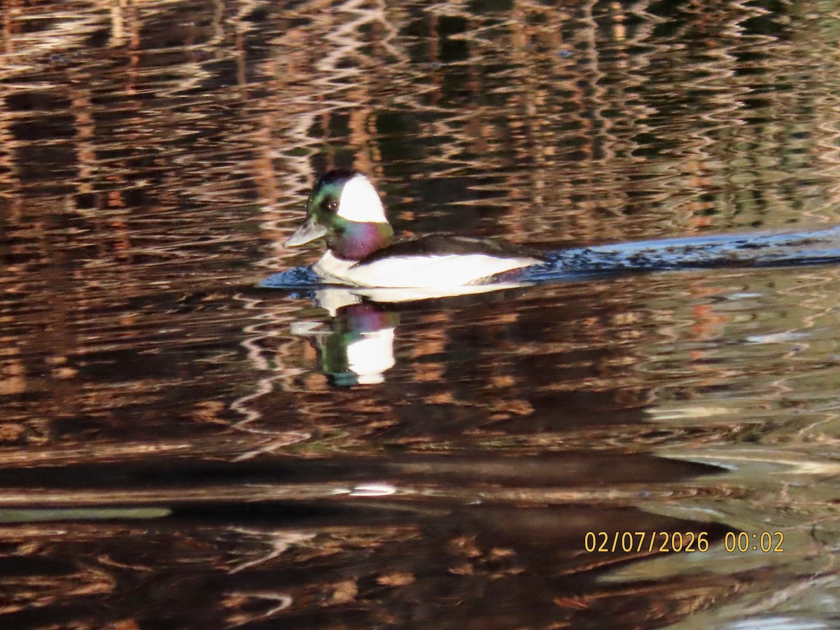 Bufflehead - ML650861575