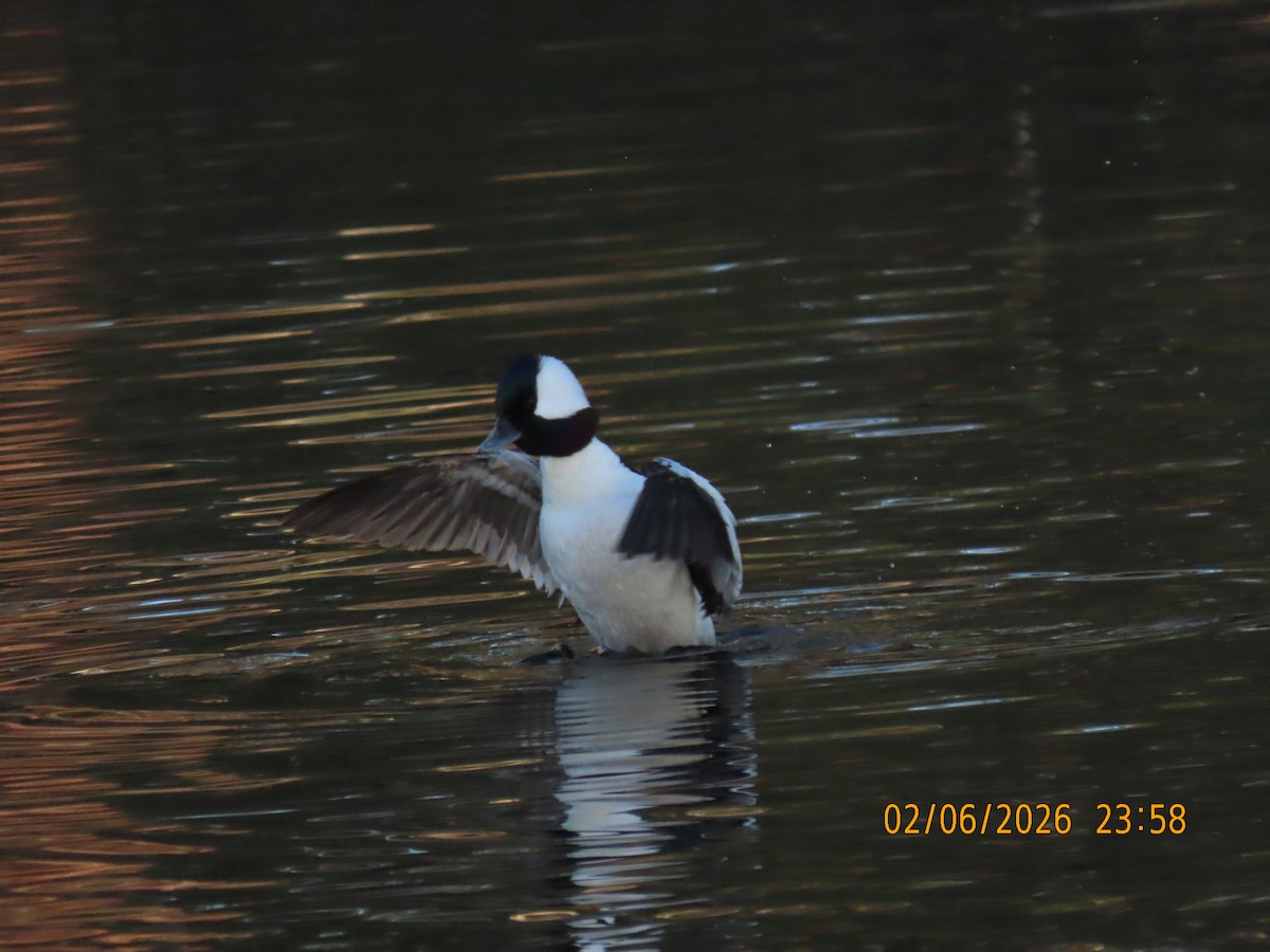 Bufflehead - ML650861576