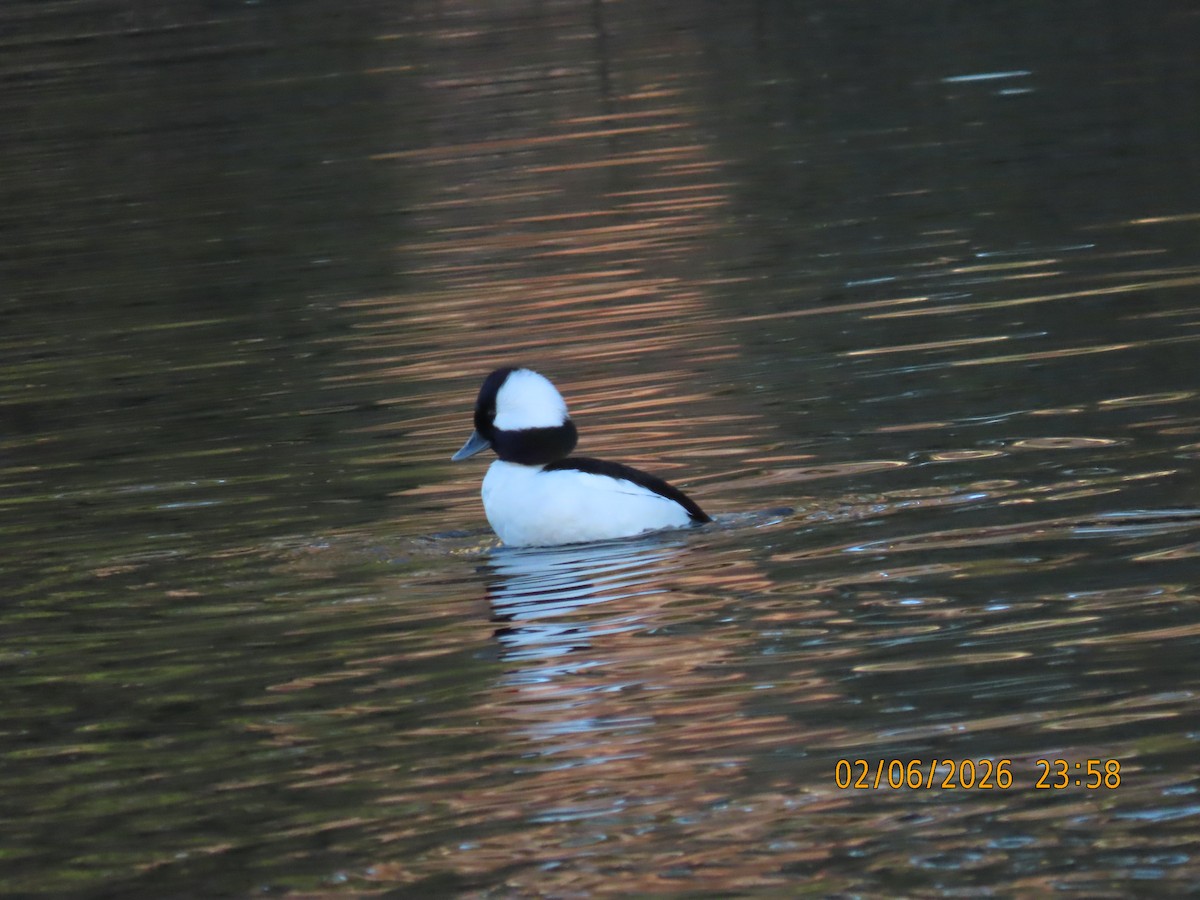 Bufflehead - ML650861577