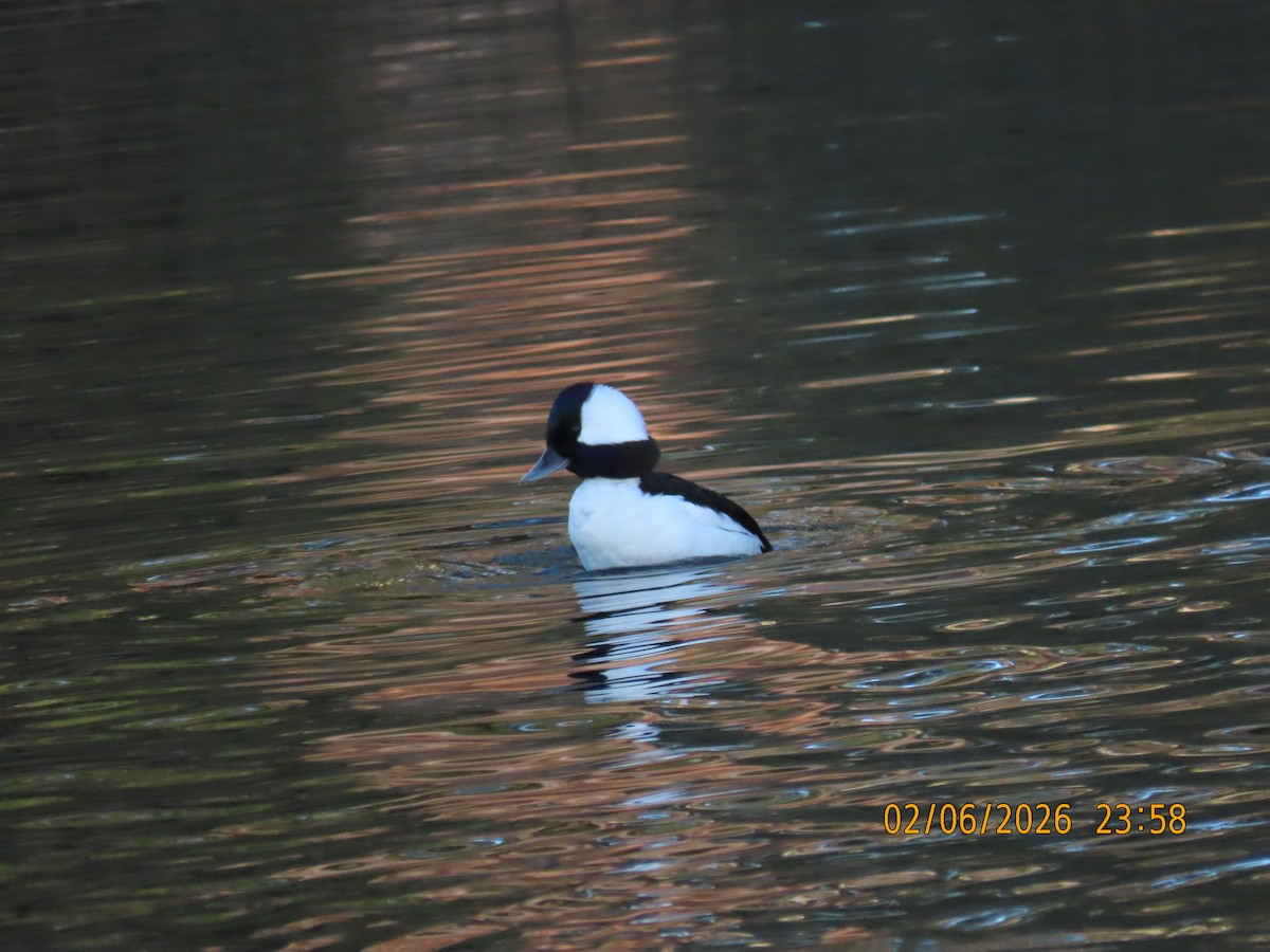 Bufflehead - ML650861578