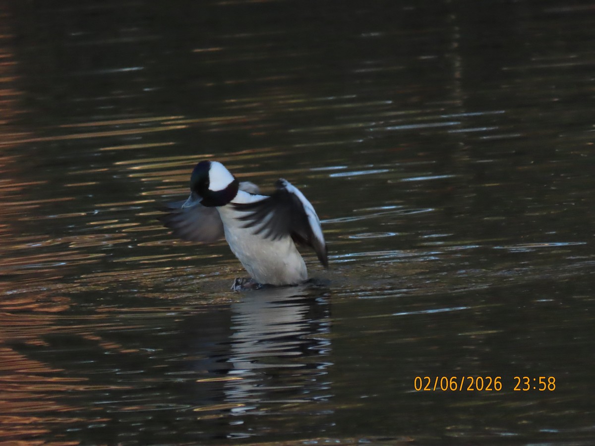 Bufflehead - ML650861580