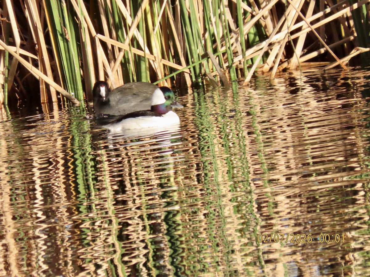 Bufflehead - ML650861582