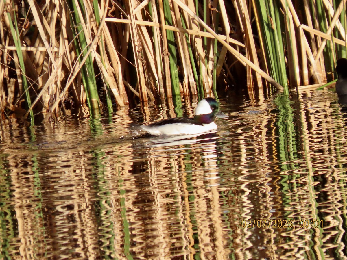 Bufflehead - ML650861583