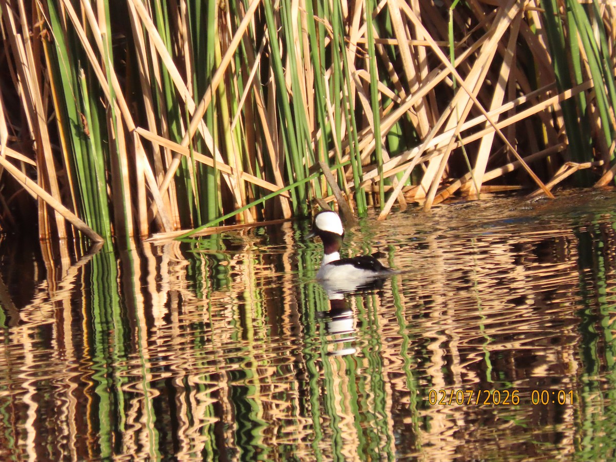 Bufflehead - ML650861585