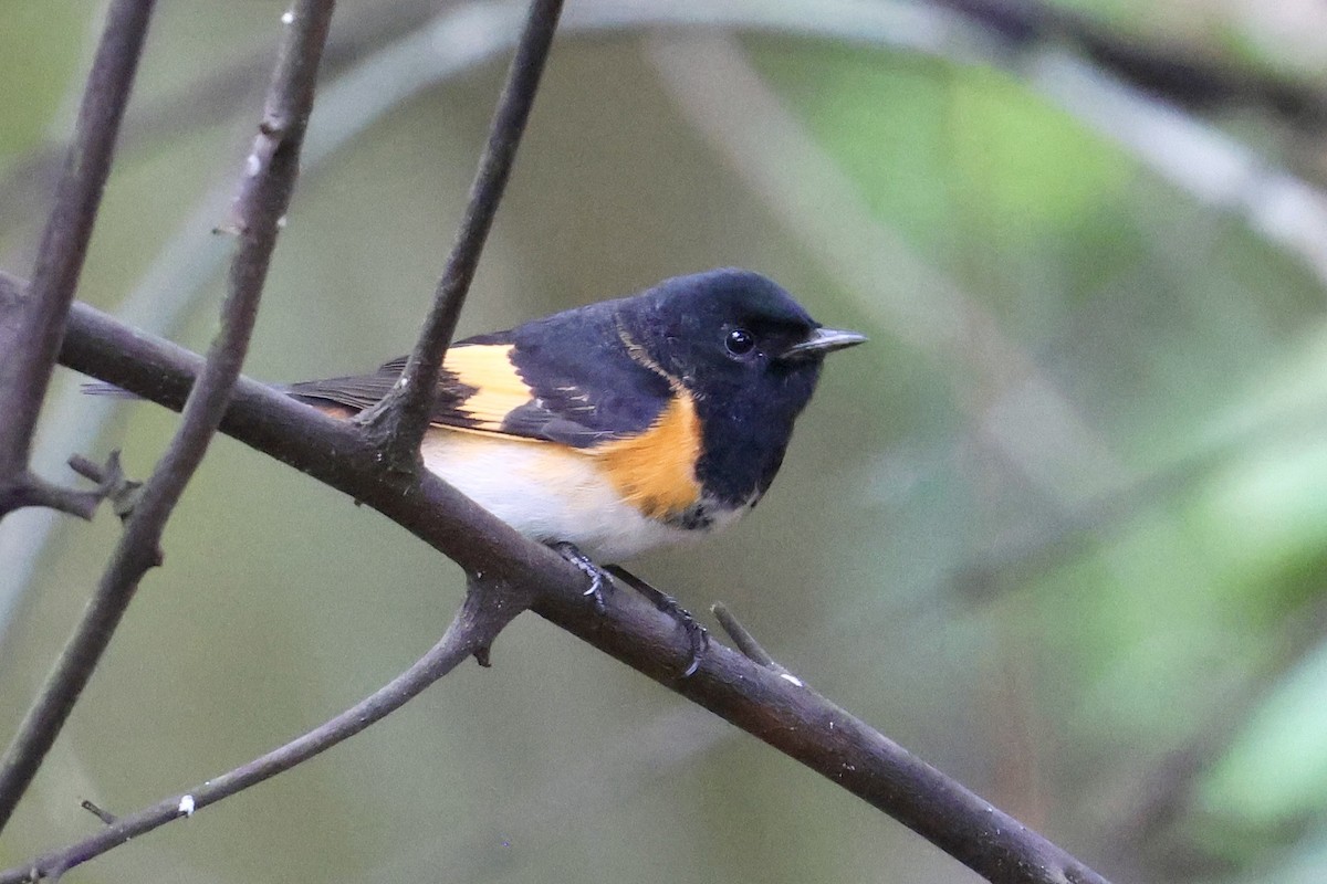 American Redstart - ML650861645