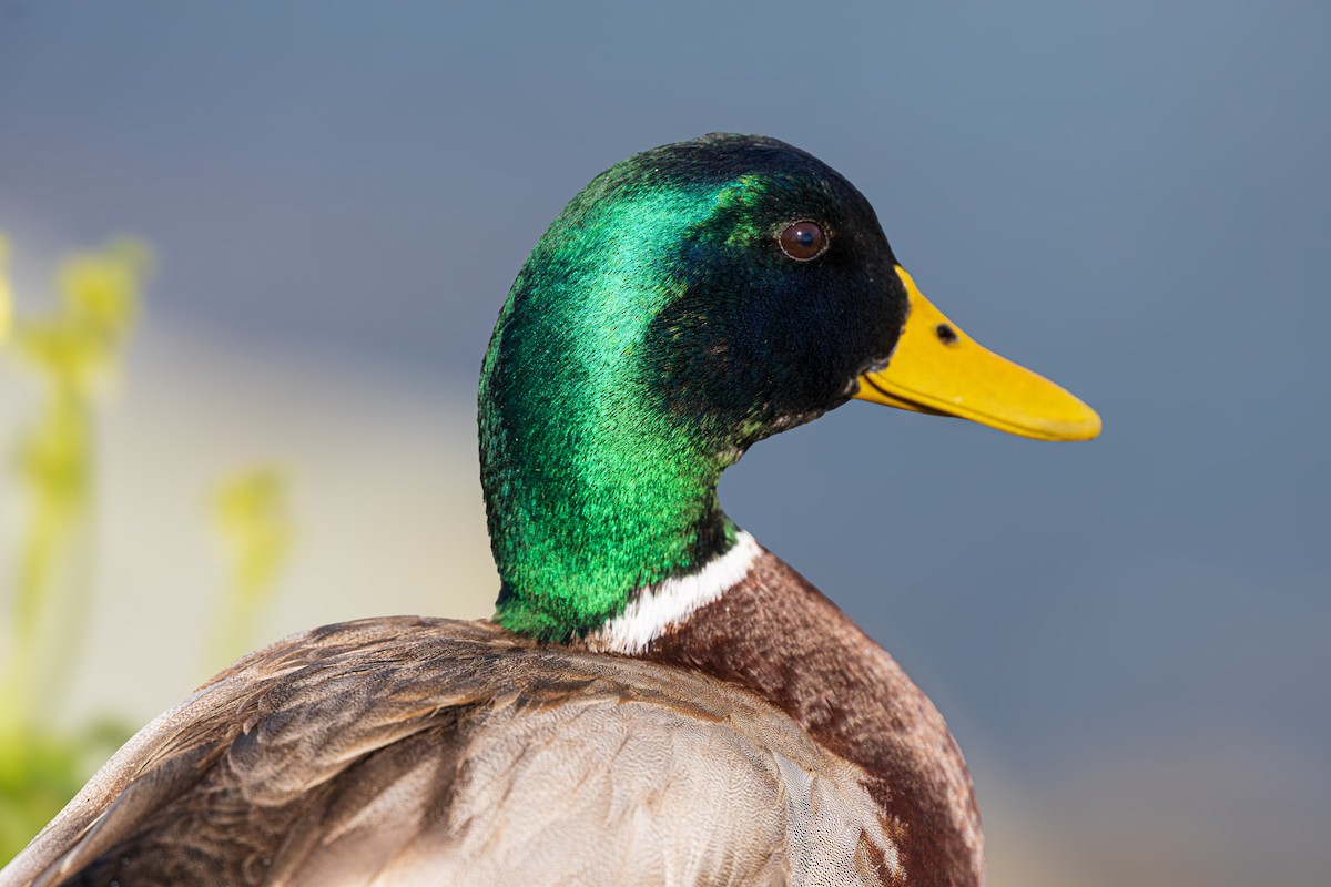 Кряква - ML650861674