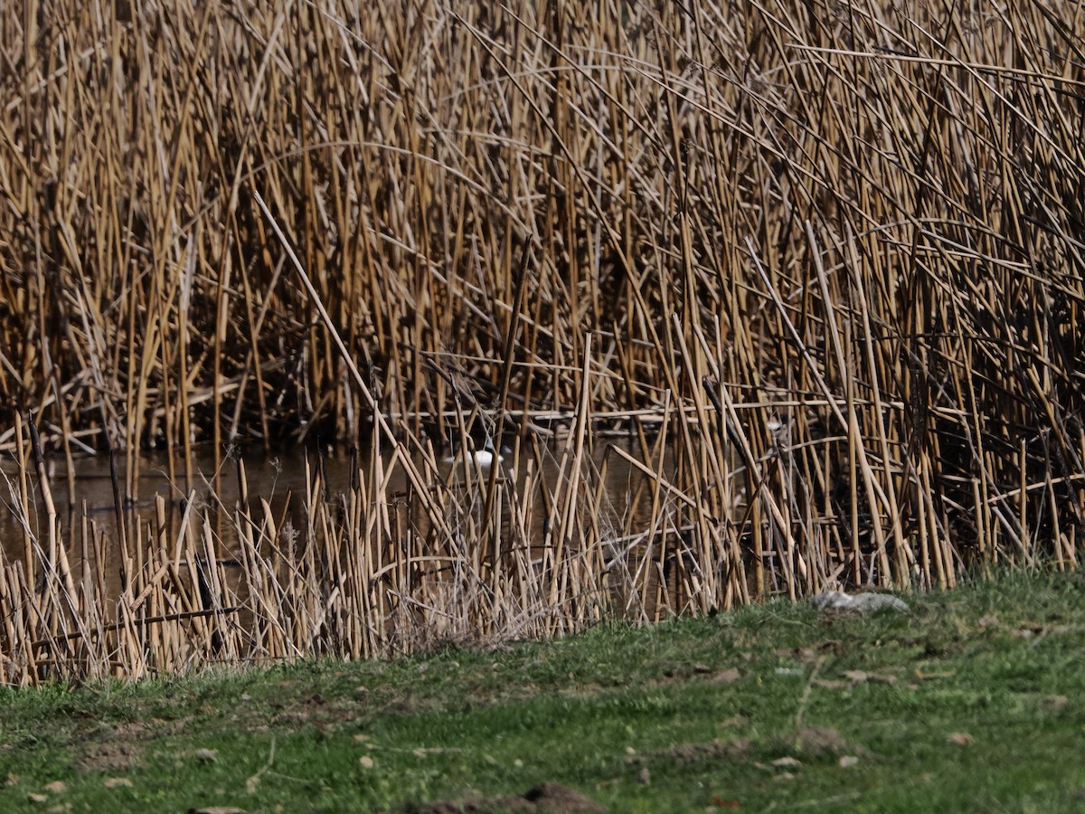 Bufflehead - ML650861757