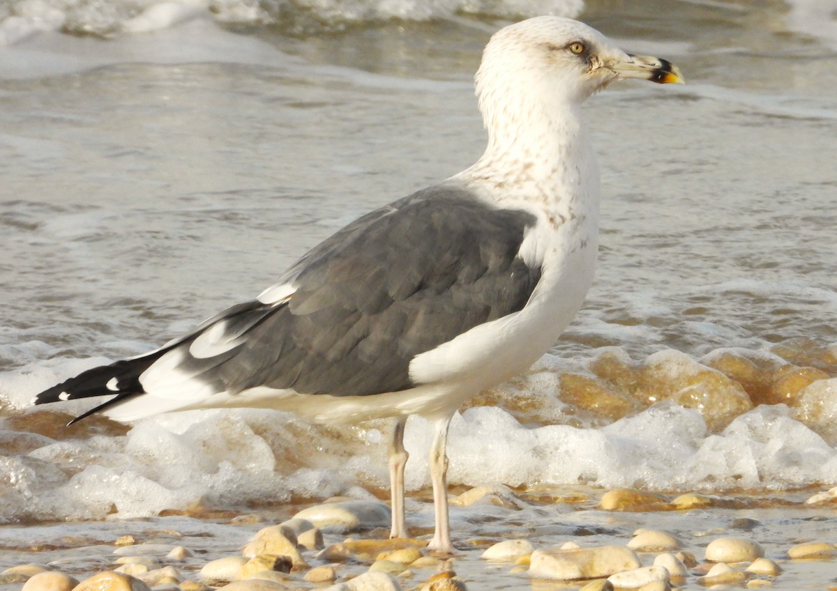 Lesser Black-backed Gull - ML650861979